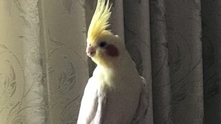 特別編: ぴーたんのぼうけん